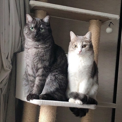 こねこのドレイ