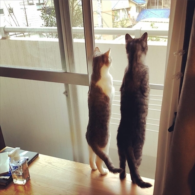 こねこのドレイ