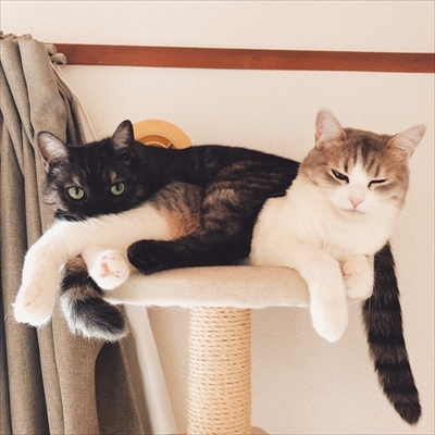 こねこのドレイ