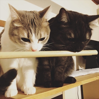 こねこのドレイ