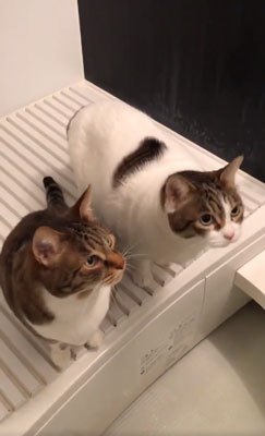 シャワースタンバイ