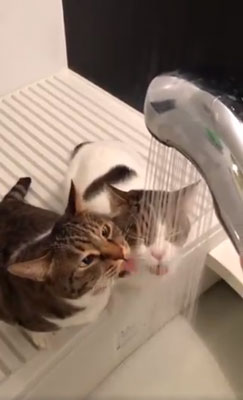 シャワーの水を飲む