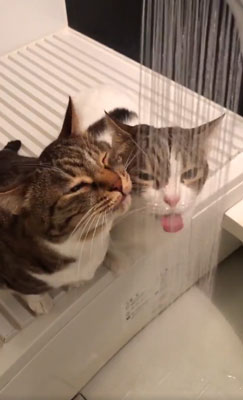 目をしぱしぱさせる