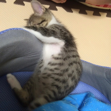 猫のすずめちゃん