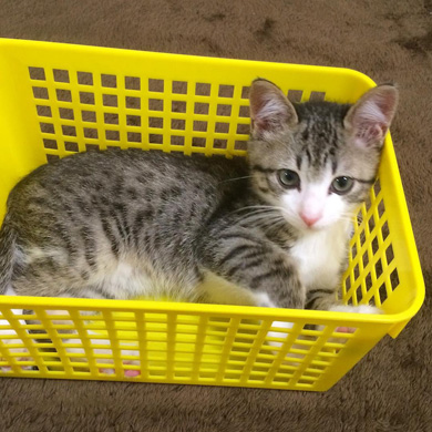 猫のすずめちゃん