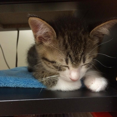 猫のすずめちゃん