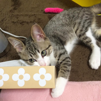 猫のすずめちゃん