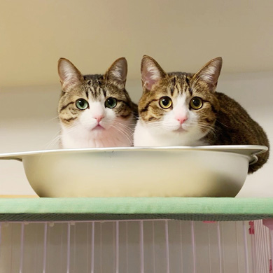 猫のすずめちゃん