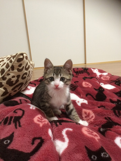 猫のすずめちゃん