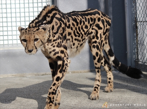 キングチーター引越し