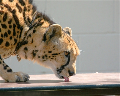 キングチーター引越し