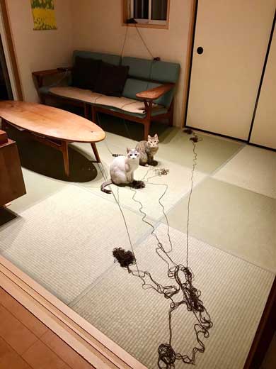 猫 朝起きたら いたずら 誇らしげ 毛糸 成長