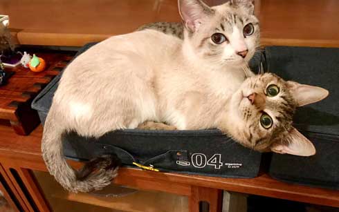 猫 朝起きたら いたずら 誇らしげ 毛糸 成長