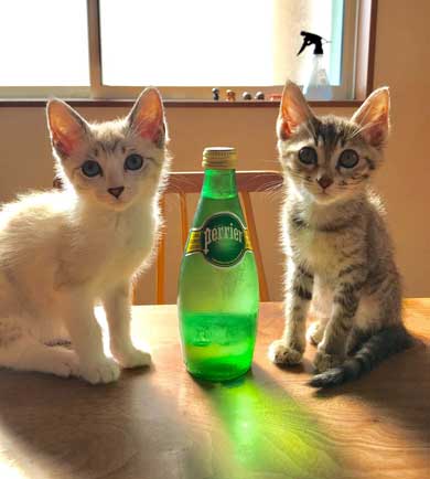 猫 朝起きたら いたずら 誇らしげ 毛糸 成長