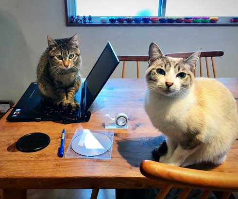 猫 朝起きたら いたずら 誇らしげ 毛糸 成長