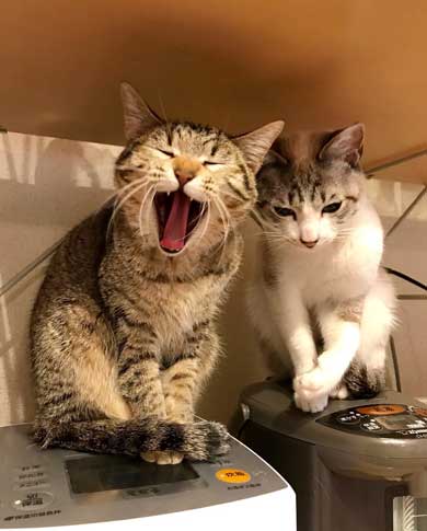 猫 朝起きたら いたずら 誇らしげ 毛糸 成長