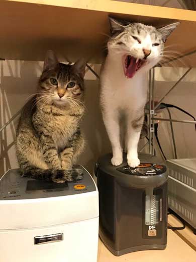 猫 朝起きたら いたずら 誇らしげ 毛糸 成長