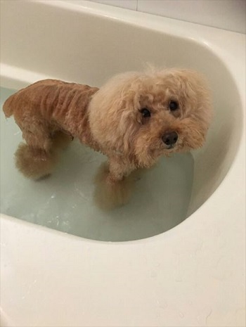 風呂 犬