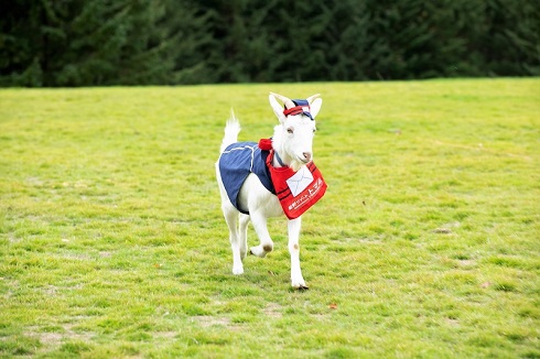 ヤギの郵便屋さん