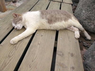 地熱を感じる猫さん