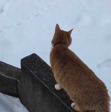 人間を足に使う 猫 雪 避ける お散歩 背中 乗る