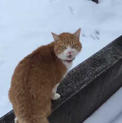 人間を足に使う 猫 雪 避ける お散歩 背中 乗る