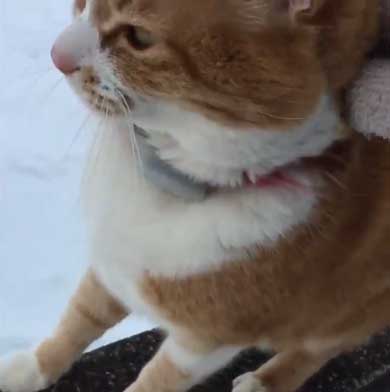 人間を足に使う 猫 雪 避ける お散歩 背中 乗る