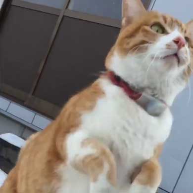 人間を足に使う 猫 雪 避ける お散歩 背中 乗る