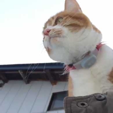 人間を足に使う 猫 雪 避ける お散歩 背中 乗る