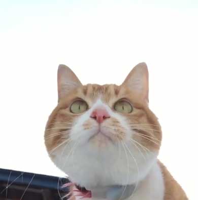 人間を足に使う 猫 雪 避ける お散歩 背中 乗る