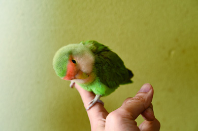 おとちゃん
