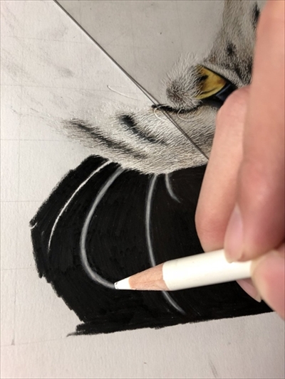 色鉛筆で描いた猫さん