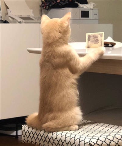 キツネの子みたいな猫ちゃん