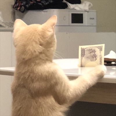 キツネの子みたいな猫ちゃん