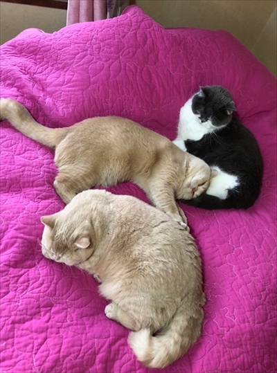 キツネの子みたいな猫ちゃん