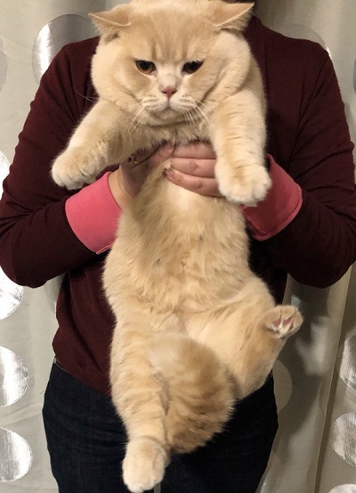 キツネの子みたいな猫ちゃん