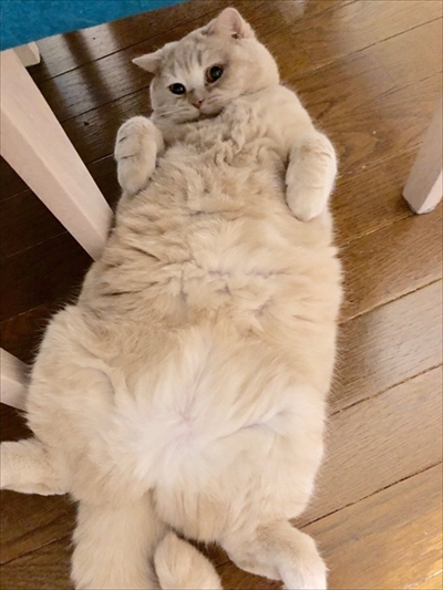 キツネの子みたいな猫ちゃん