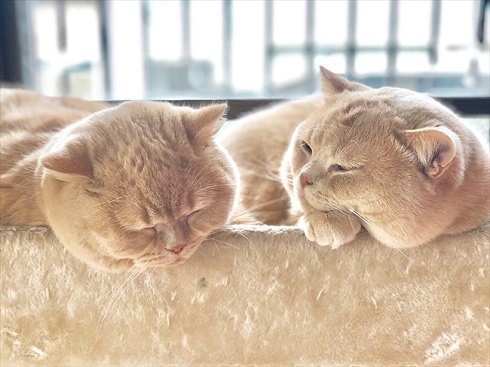 キツネの子みたいな猫ちゃん