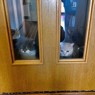 キツネの子みたいな猫ちゃん