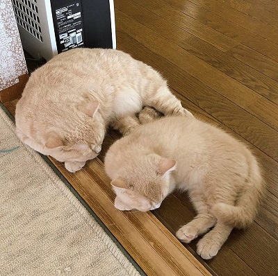 キツネの子みたいな猫ちゃん