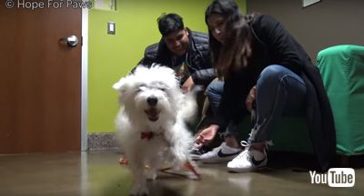 飼い主さんと会えたワンコ