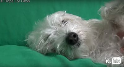 リラックスするワンコ