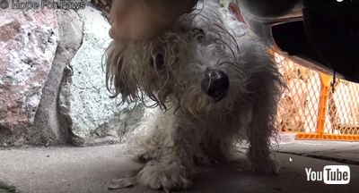 なでられるワンコ