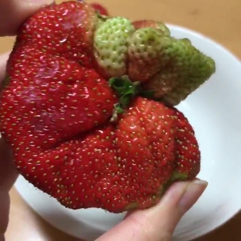 苺 合体 クリーチャー