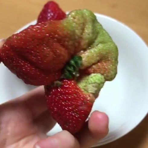 苺 合体 クリーチャー