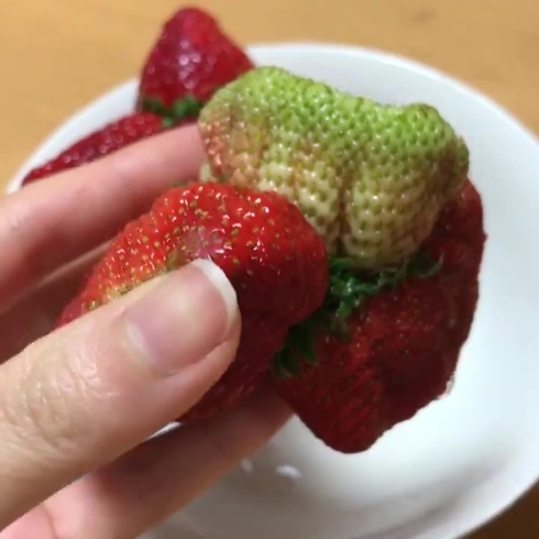 苺 合体 クリーチャー