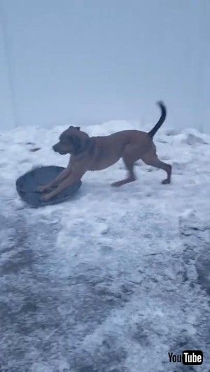 そりを楽しむワンコ