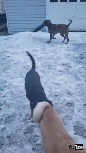 そりを楽しむワンコ