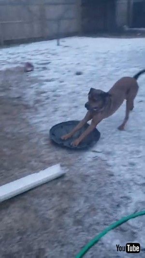 そりを楽しむワンコ