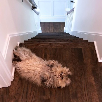 モフモフBarnabyちゃん